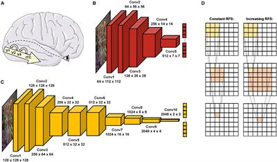 Comparing Object Recognition in Humans and Deep Convolutional Neural Networks—An Eye Tracking Study